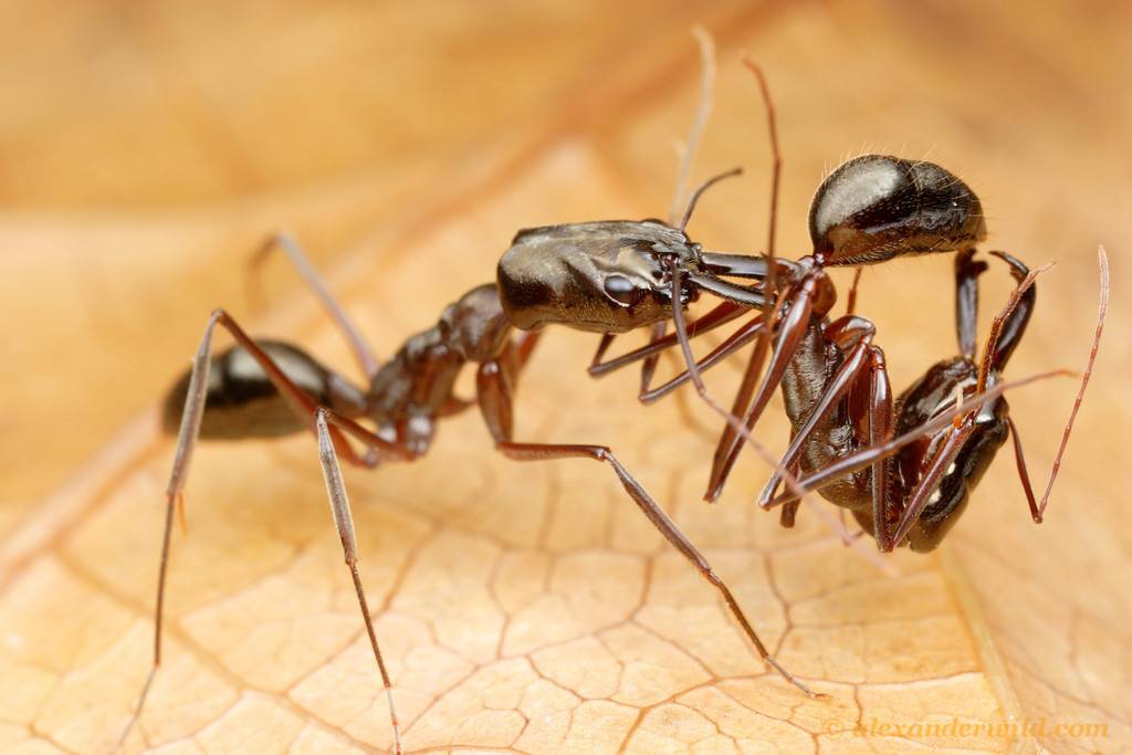 Бродячие муравьи