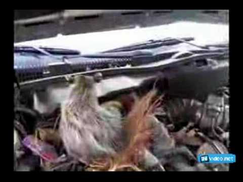 Как избавиться от крыс под капотом автомобиля