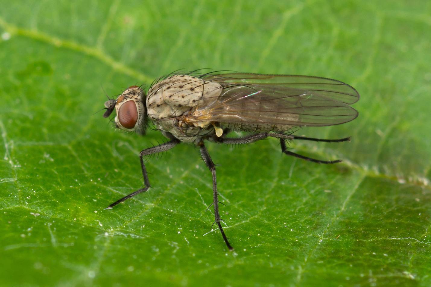 Народные средства от мух в доме: ловушки, растения, методы борьбы