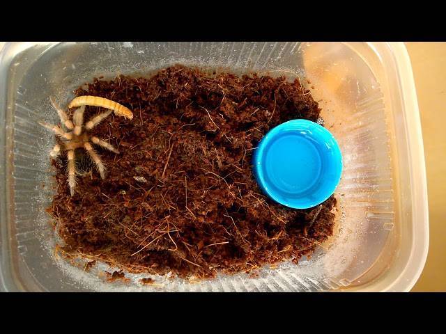 Сколько живут домашние пауки обычные