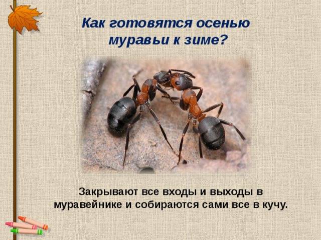 Зимовка муравьев: что это такое, как проходит, какой вид муравьев без диапаузы подойдет новичкам
