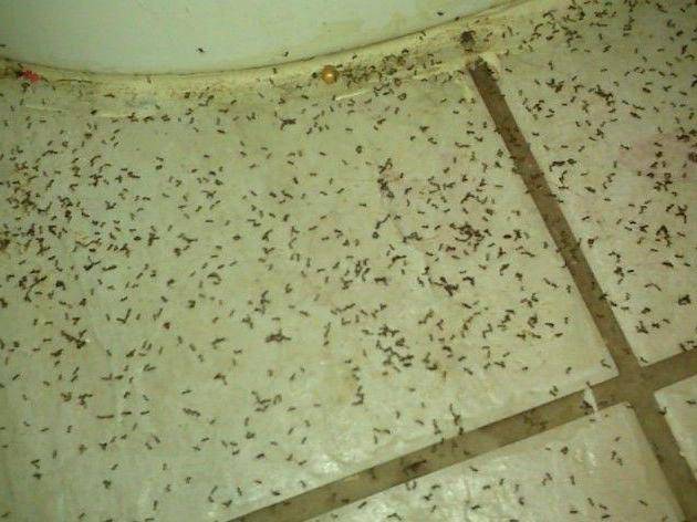 Откуда берутся мелкие муравьи в квартире и как от них избавиться
