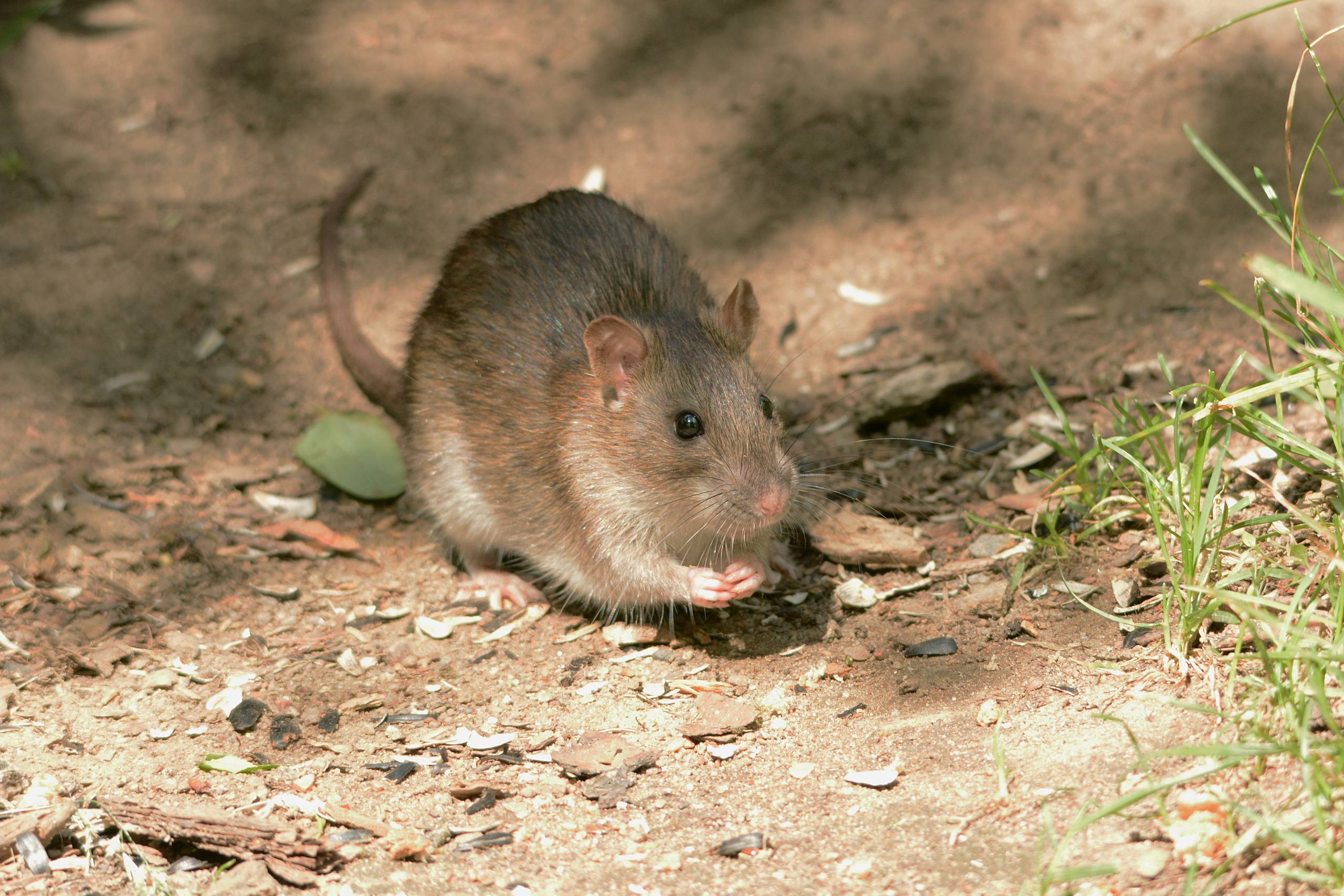 Черная крыса: интересные факты о жизни этого грызуна
