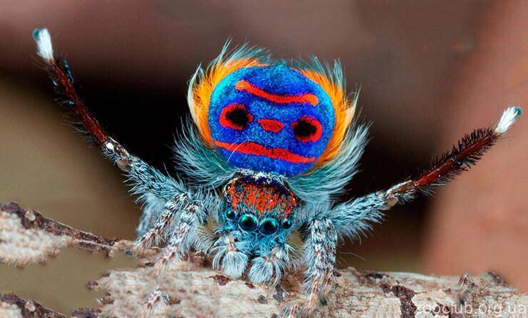 Самые красивые и милые пауки в мире – фото, названия и описание