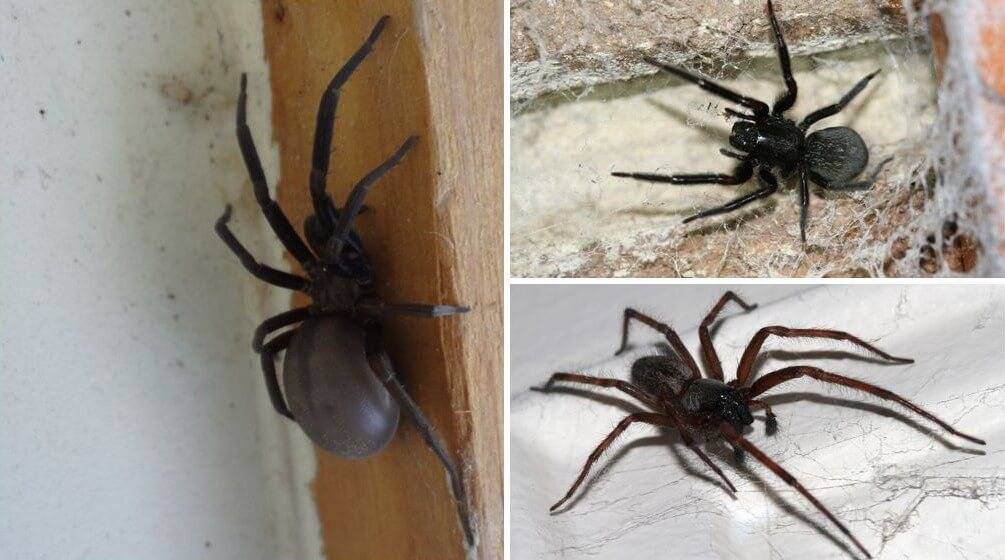 Почему в квартире появляются пауки: опасны ли домашние пауки для человека