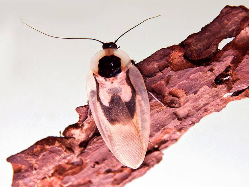 Кубинский таракан – необычный питомец из тропиков