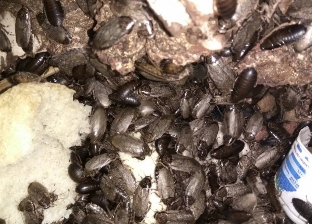 Мадагаскарский таракан - как правильно содержать в домашних условиях?