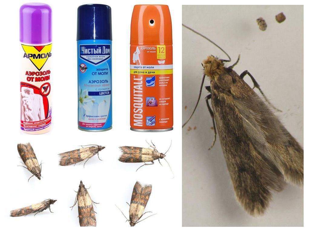 Моль в квартире – лучшие способы борьбы с насекомыми и методы выведения личинок. внешний вид и полное описание моли