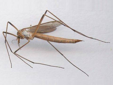 12 растений, которые отпугивают надоедливых комаров
