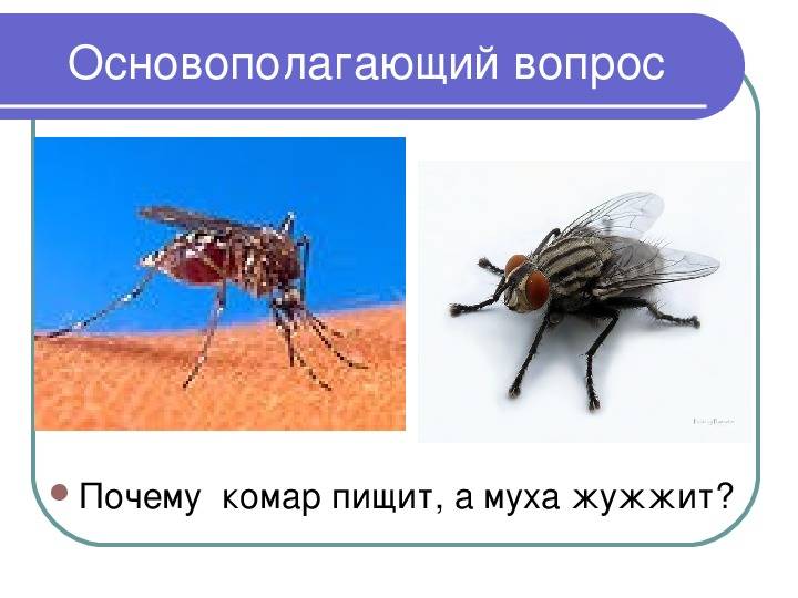 Комар жужжит. Почему комары жужжат. Почему комары пищат. Комар пищит.