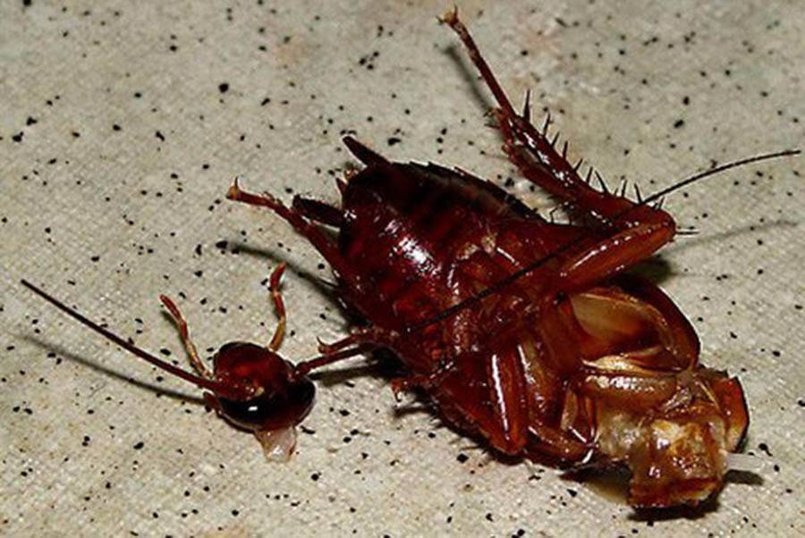 Сколько живет таракан без головы: описание, 9 дней без головы,почему таракан живет без головы