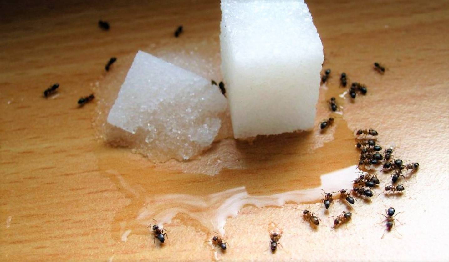 О лесных муравьях в доме