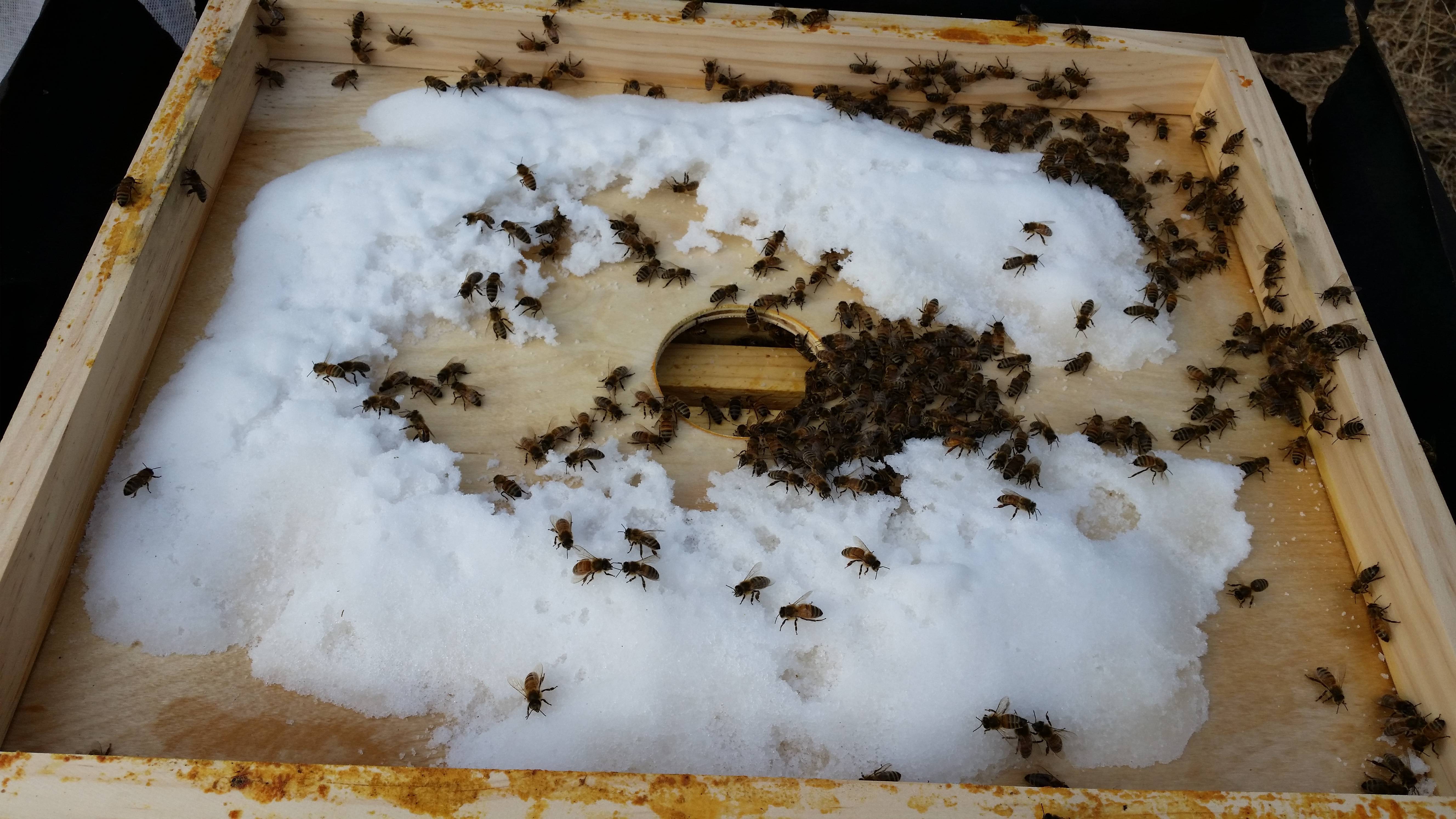 Пчелы весной после зимовки