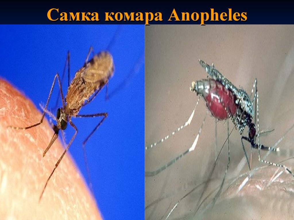 Чем питаются комары: рацион питания кровососов