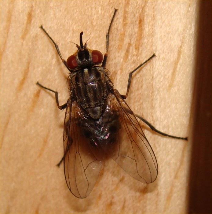 Описание и фото синей мясной мухи