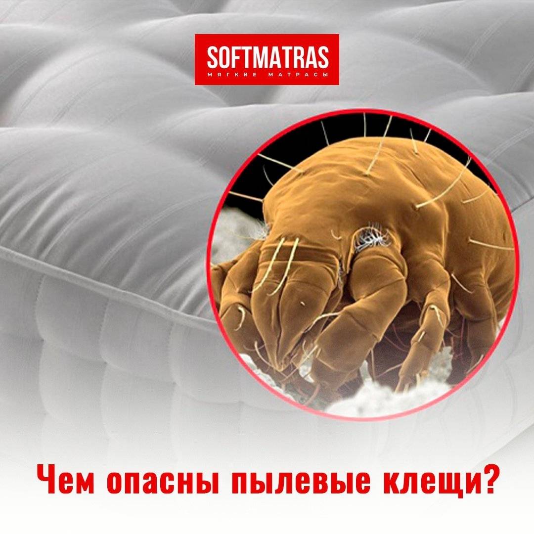 Пылевой клещ: что это такое, и какие виды бывают, где они живут и чем опасны, а также необходимо ли лечение после его укусов и как от него избавиться?  русский фермер