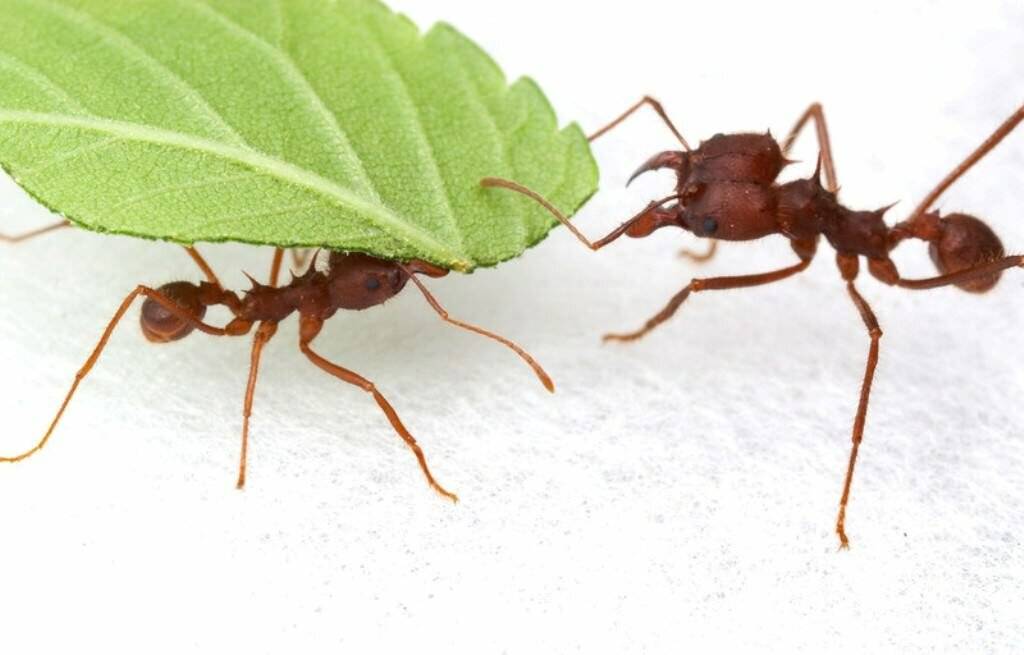 ???? муравьи листорезы: как используют срезанные листья, как муравьи выращивают грибы