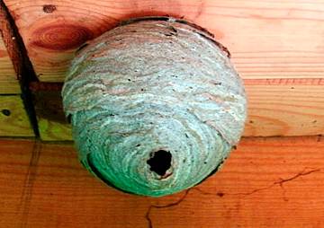 Как уничтожить шершней: способы уничтожения насекомых и их гнезда с сотами и личинками, меры безопасности