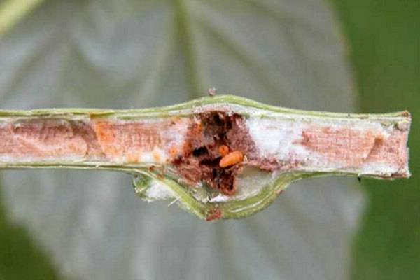 Малиновая стеблевая муха: методы борьбы с ней, чем обрабатывать весной и летом в качестве профилактики, причины заражения