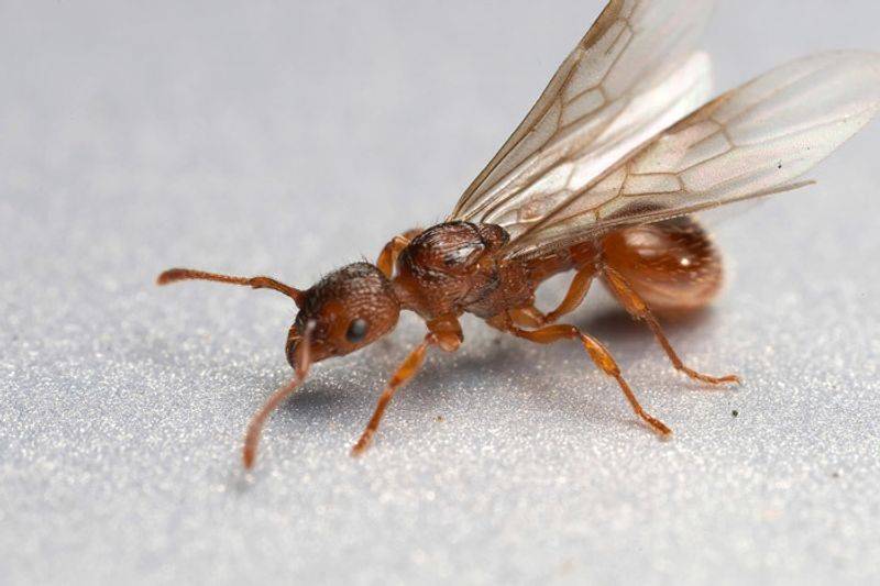 Как убить летающих муравьев: 12 шагов