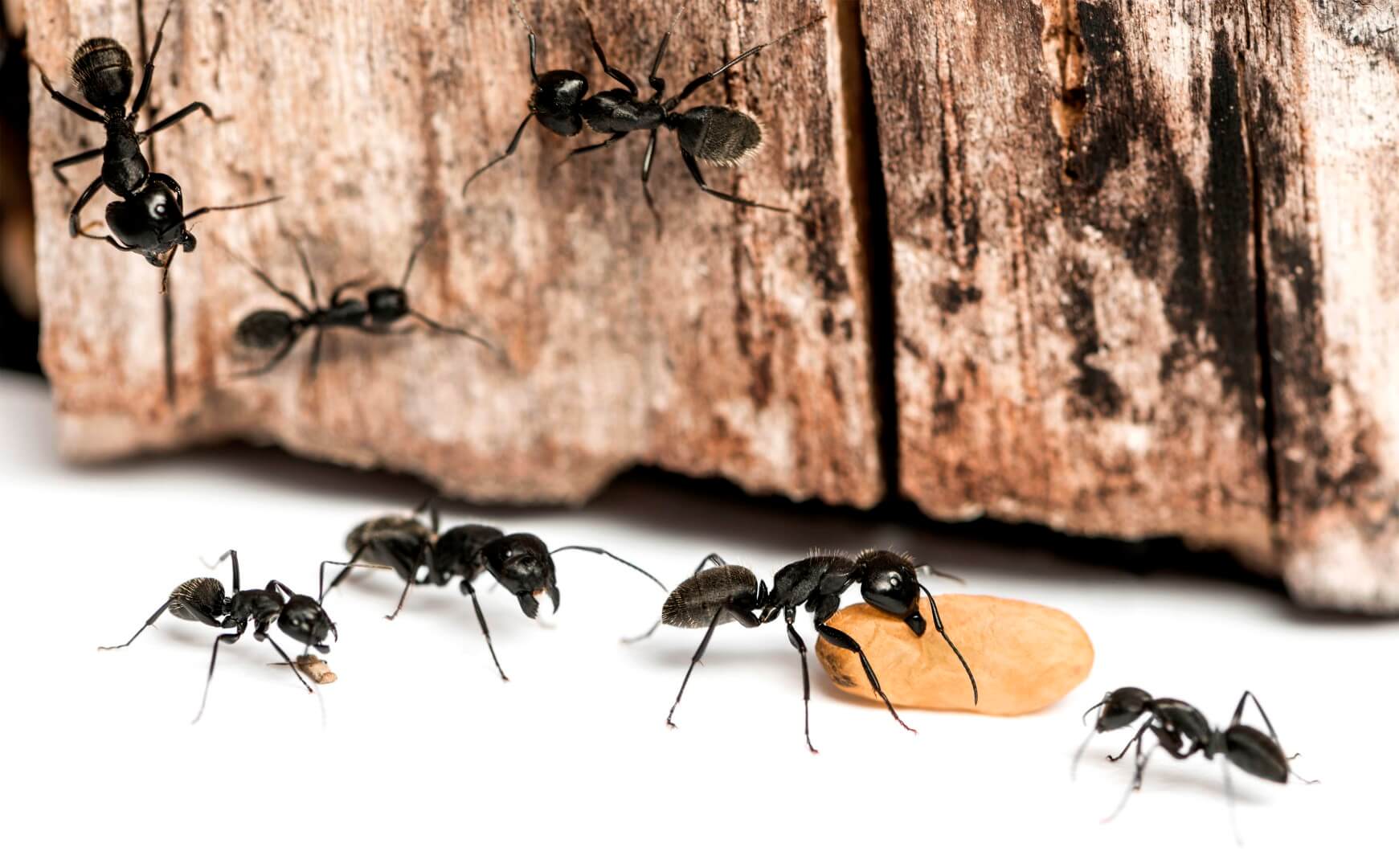 Как вывести из дома и квартиры навсегда черного муравья: лучшие средства?