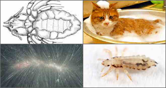 Власоеды у кошек: как обнаружить, лечение, фото