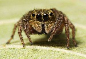 Сколько ног у паука и какую роль они выполняют? почему паук не путается в своей паутине?