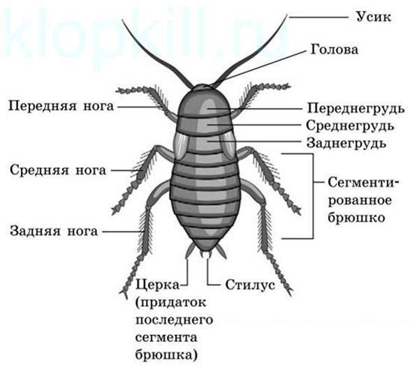 Внешнее и внутреннее строение тараканов