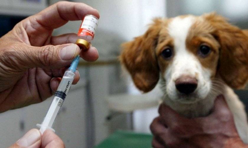 Уколы для собак после укуса клеща: когда нужны инъекции, список препаратов