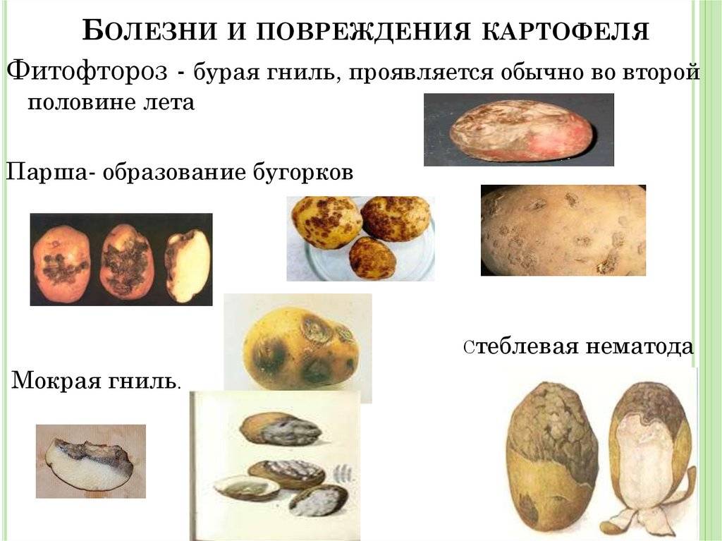 Основные болезни и вредители картофеля: фото, меры борьбы, обработка растений от самых опасных насекомых и заболеваний