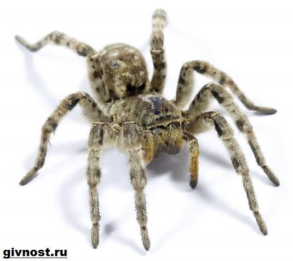 Южнорусский тарантул
