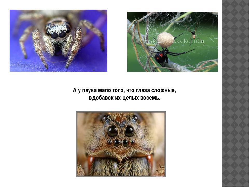 Сколько лап у паука и еще несколько вопросов «на засыпку»