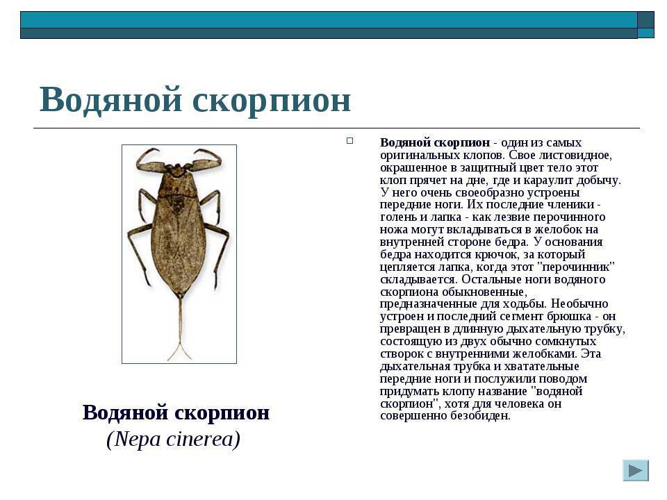 Водяной скорпион: особенности строения и образ жизни :: syl.ru
