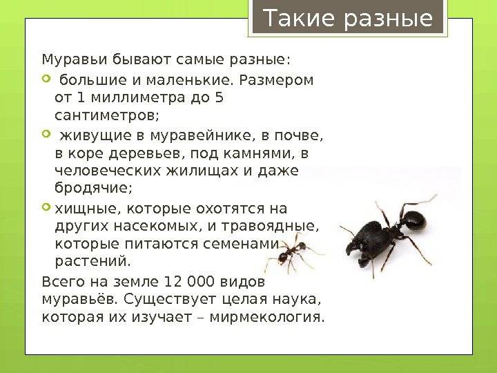 Фараоновы муравьи как погибают, чем питаются и как размножаются