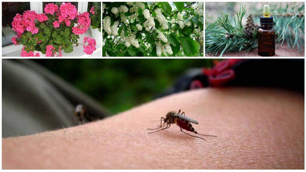 Борьба с комарами: в квартире, на даче, народные методы, ловушка для комаров