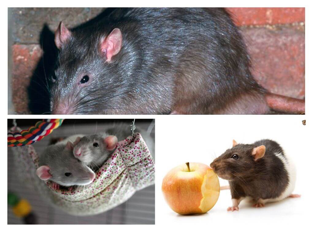 Отличие крысы от мыши