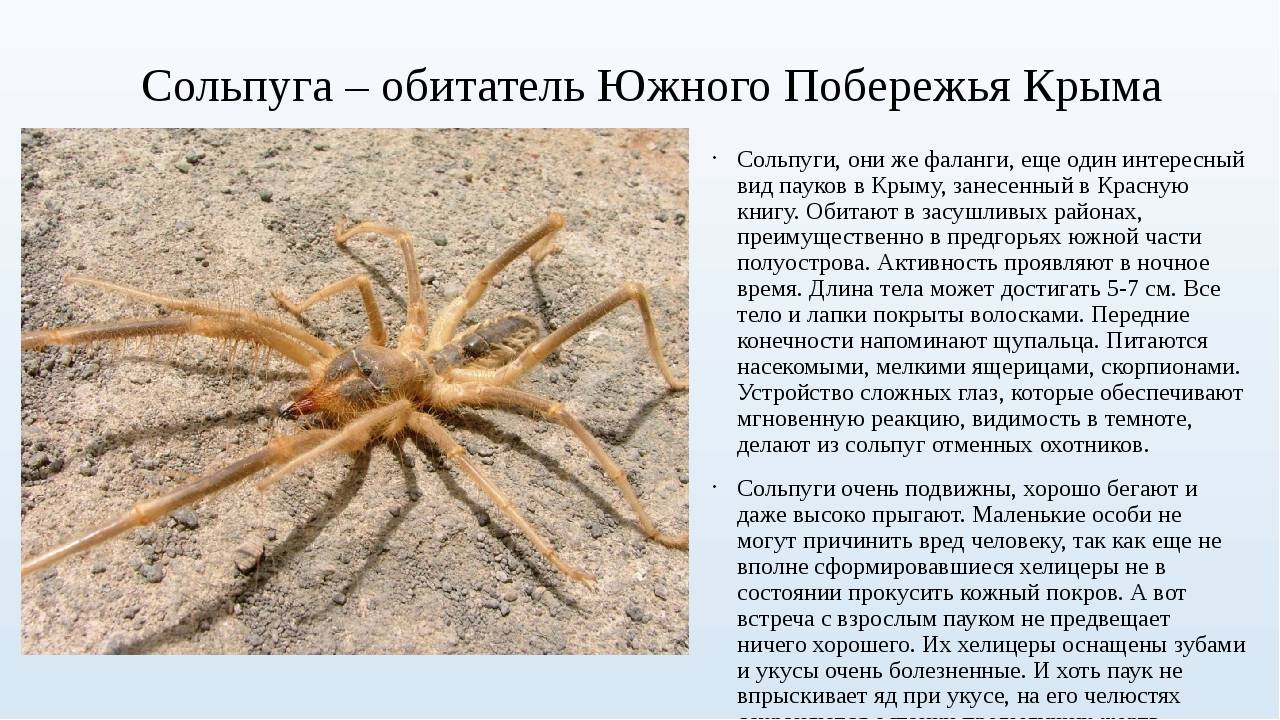 Как выглядит тарантул, есть ли они в россии, насколько опасны?