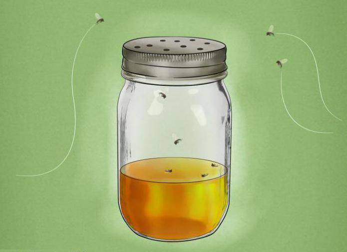Как избавиться от мух в доме или квартире, борьба с насекомыми народными средствами и химикатами