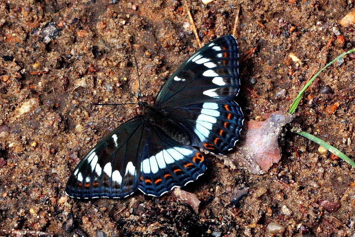Бабочка ленточник - описание, среда обитания, виды