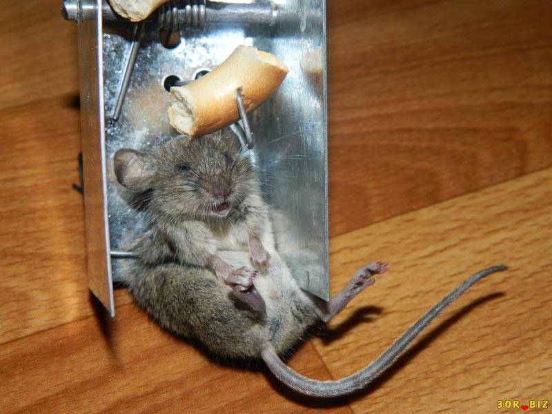 Избавляемся от крыс и мышей с помощью ядов: топ-8 лучших отрав