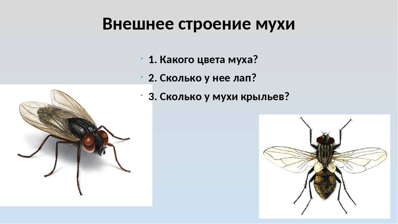 Особенности строения комнатной мухи: как устроены крылья и ротовой аппарат