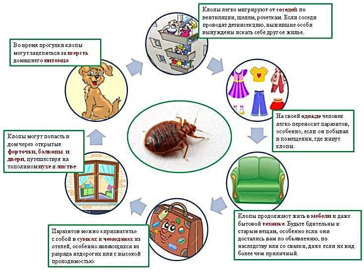 Клопы появились приметы. Клопы причины появления. Причины появления клопов в квартире. Причина появления домашних клопов.