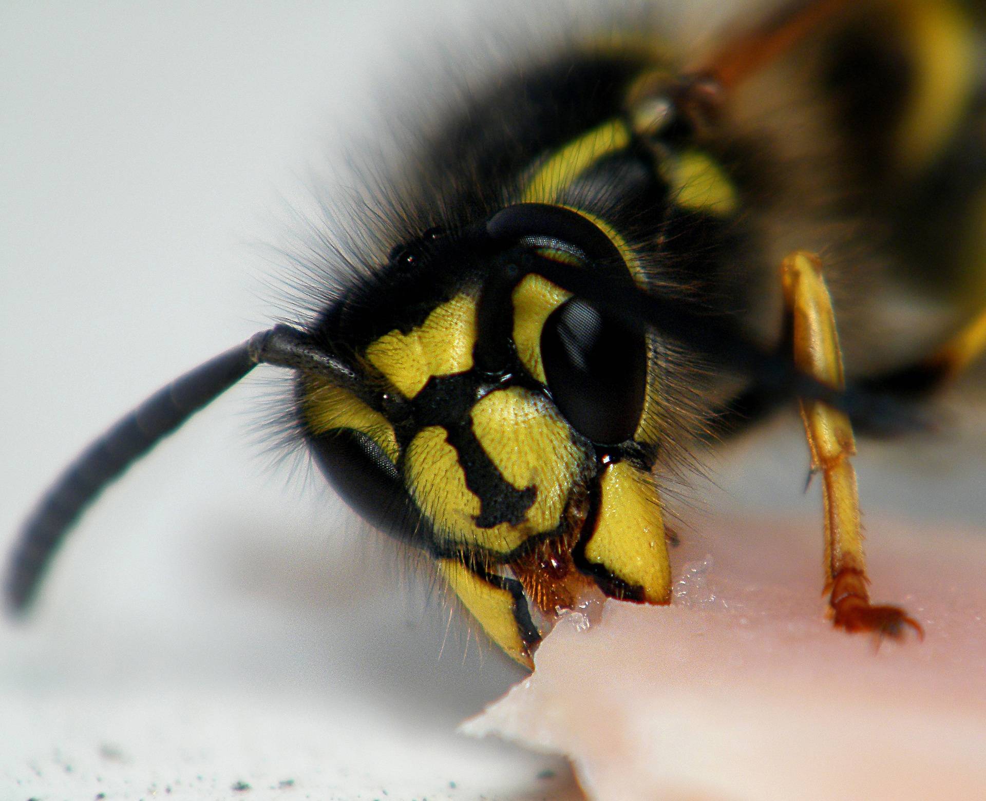 Яд осы - как он действует и полезен ли он для человека?