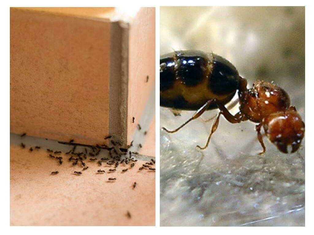 Как избавиться от черных муравьев в квартире - народные средства и профессиональные химические препараты