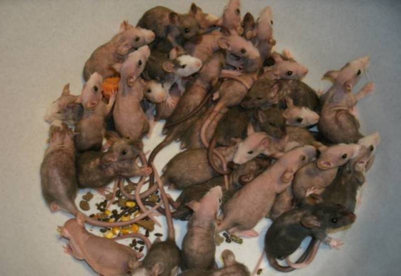 Крысы дамбо (42 фото): особенности породы. сколько живут эти декоративные крысы? уход и содержание. отзывы владельцев