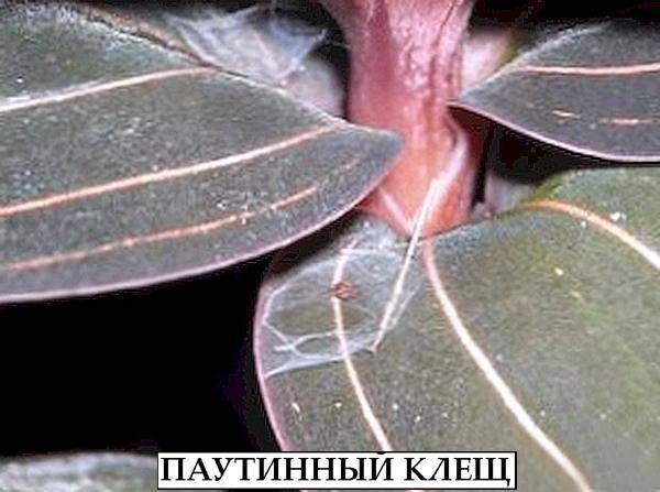 Клещи на орхидее: фото, и как избавиться от панцирного, корневого и иных, как бороться против укусов инсектоакарицидным средством акаритокс, чем ещё обработать? русский фермер