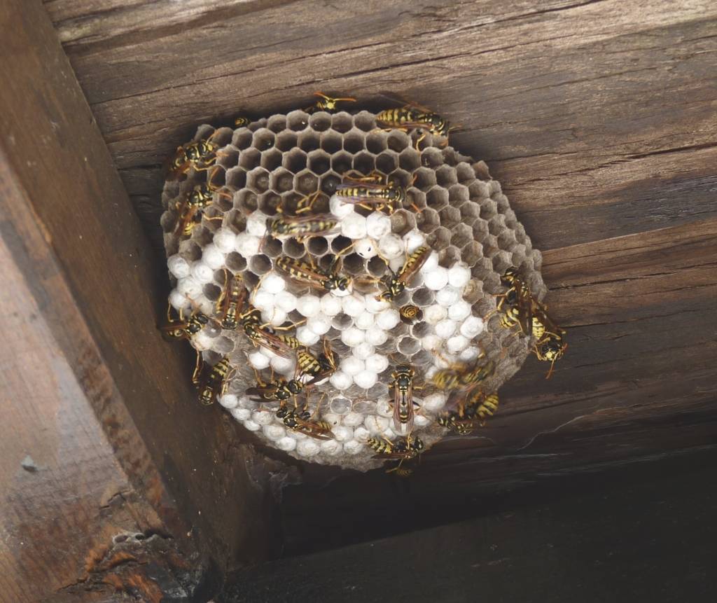 Из чего осы делают гнезда: какие строительные материалы используют насекомые?