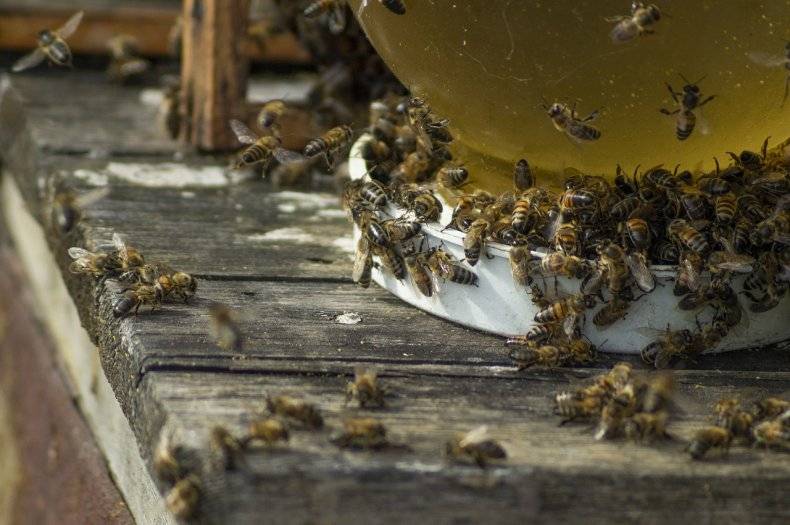 Что будет, если исчезнут пчелы: последствия для человечества