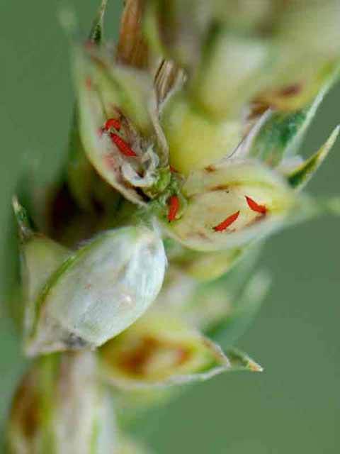 Пшеничный трипс: как спасти колос от чёрных жучков? | agrobook.ru