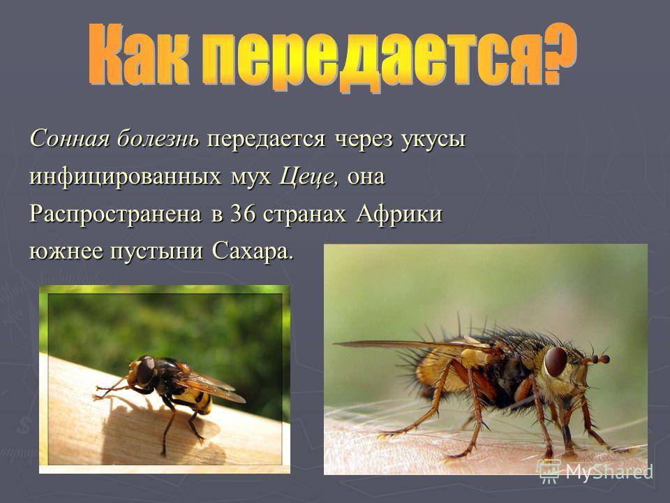 Домашние мухи – чем опасны для человека, и как от них избавиться